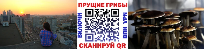 мега рабочий сайт Западная Двина Псилоцибиновые грибы Psilocybine cubensis